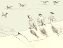 Three Gulls 